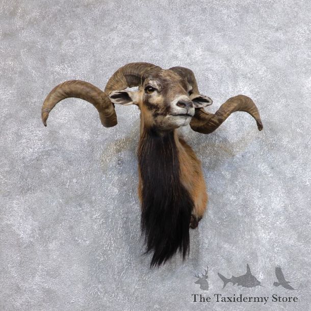 Corsican Ram Shoulder Mount For Sale #18627 @ The Taxidermy Store