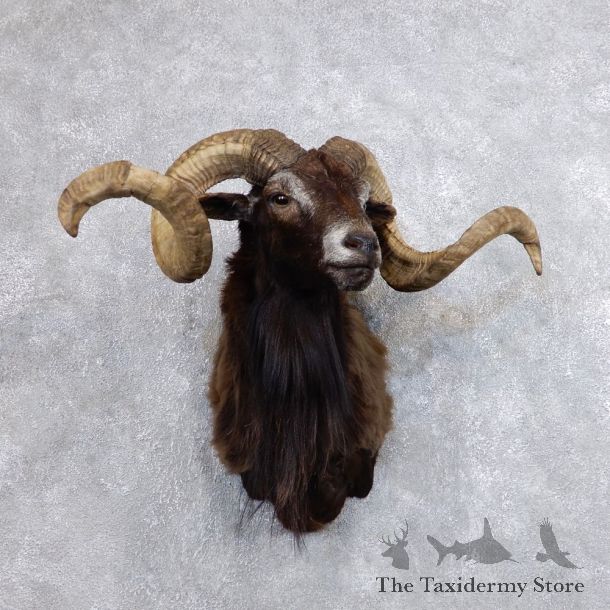 Corsican Ram Shoulder Mount For Sale #18732 @ The Taxidermy Store