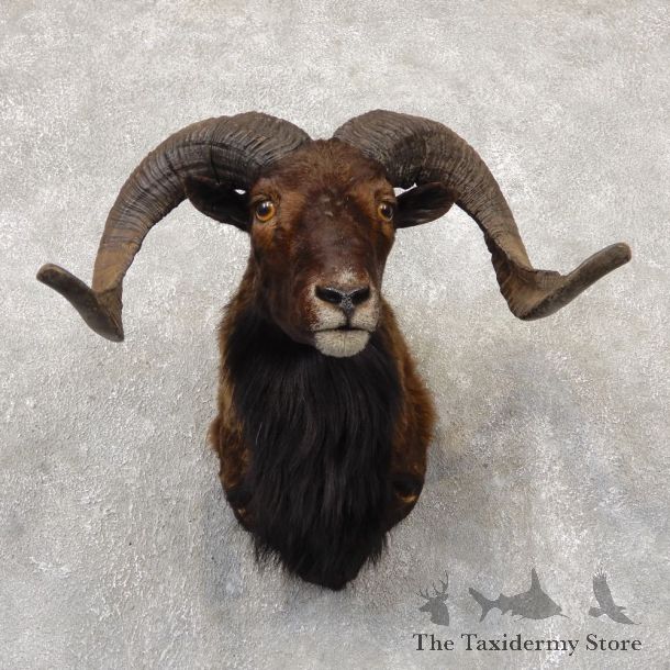 Corsican Ram Shoulder Mount For Sale #18865 @ The Taxidermy Store