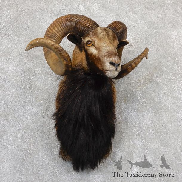 Corsican Ram Shoulder Mount For Sale #19308 @ The Taxidermy Store