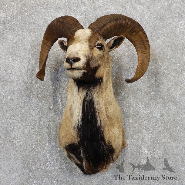 Corsican Ram Shoulder Mount For Sale #19441 @ The Taxidermy Store