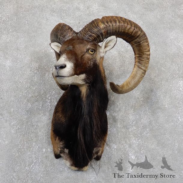 Corsican Ram Shoulder Mount For Sale #19443 @ The Taxidermy Store