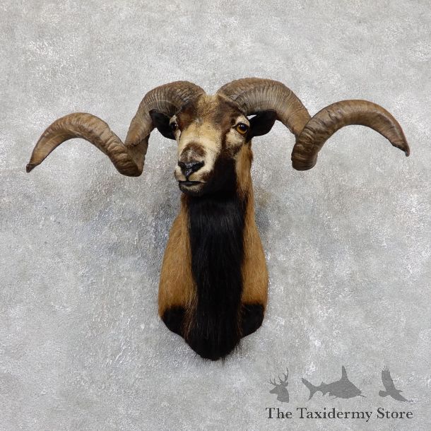 Corsican Ram Shoulder Mount For Sale #19445 @ The Taxidermy Store