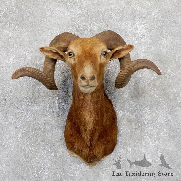 Corsican Ram Shoulder Mount For Sale #19446 @ The Taxidermy Store