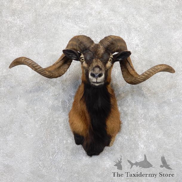 Corsican Ram Shoulder Mount For Sale #19448 @ The Taxidermy Store
