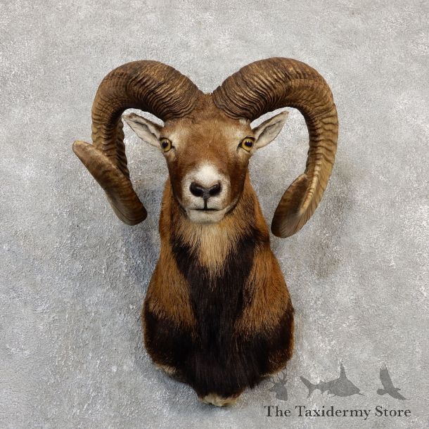 Corsican Ram Shoulder Mount For Sale #19993 @ The Taxidermy Store