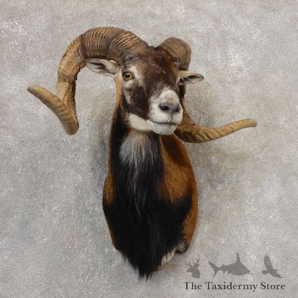 Corsican Ram Shoulder Mount For Sale #21321 @ The Taxidermy Store