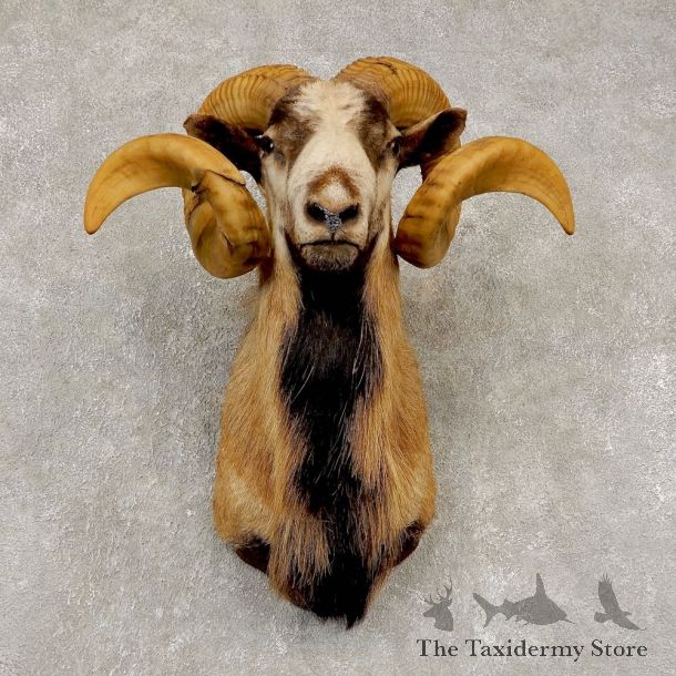 Corsican Ram Shoulder Mount For Sale #21448 @ The Taxidermy Store