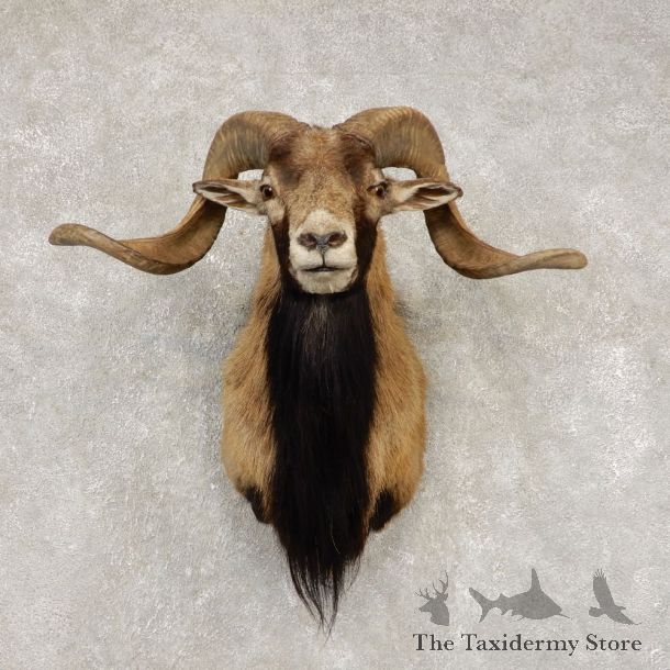 Corsican Ram Shoulder Mount For Sale #21450 @ The Taxidermy Store