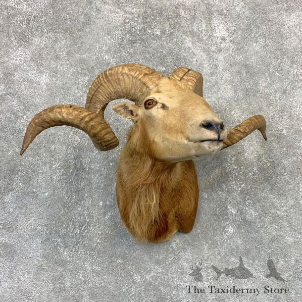 Corsican Ram Shoulder Mount For Sale #21615 @ The Taxidermy Store