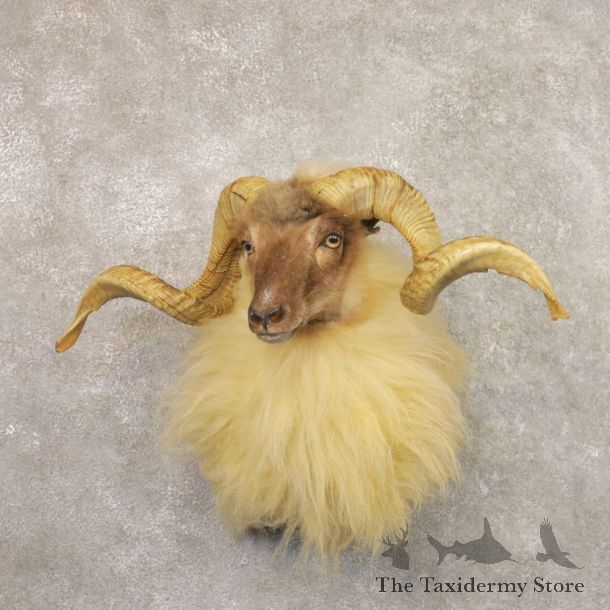 Corsican Ram Shoulder Mount For Sale #22158 @ The Taxidermy Store