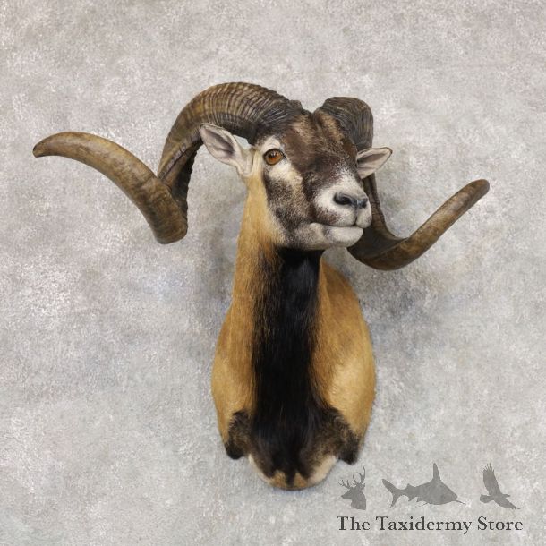 Corsican Ram Shoulder Mount For Sale #22515 @ The Taxidermy Store