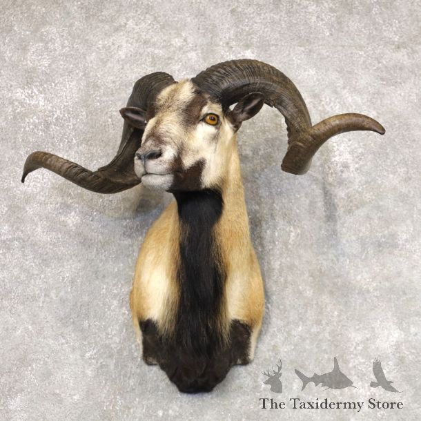 Corsican Ram Shoulder Mount For Sale #22517 @ The Taxidermy Store