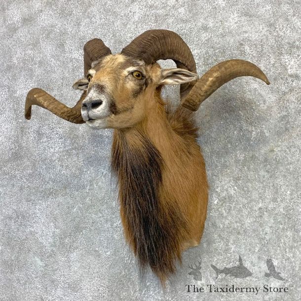 Corsican Ram Shoulder Mount For Sale #23117 @ The Taxidermy Store