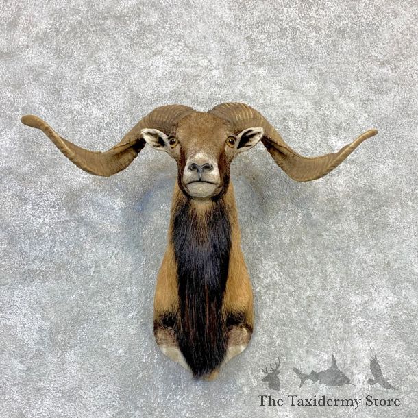 Corsican Ram Shoulder Mount For Sale #23118 @ The Taxidermy Store