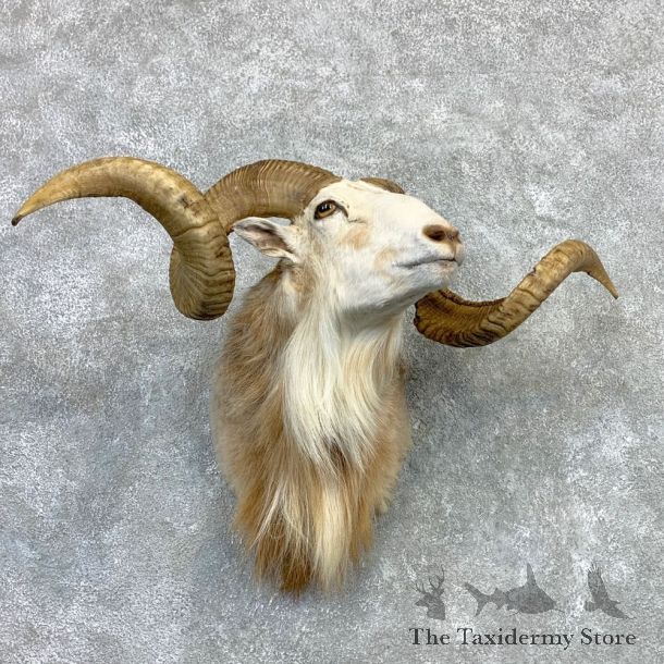 Corsican Ram Shoulder Mount For Sale #23125 @ The Taxidermy Store