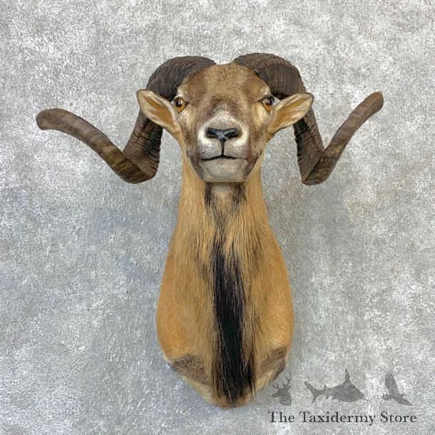 Corsican Ram Shoulder Mount For Sale #23215 @ The Taxidermy Store