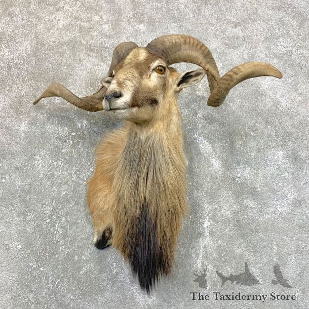 Corsican Ram Shoulder Mount For Sale #23952 @ The Taxidermy Store