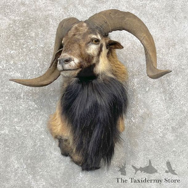 Corsican Ram Shoulder Mount For Sale #24767 @ The Taxidermy Store