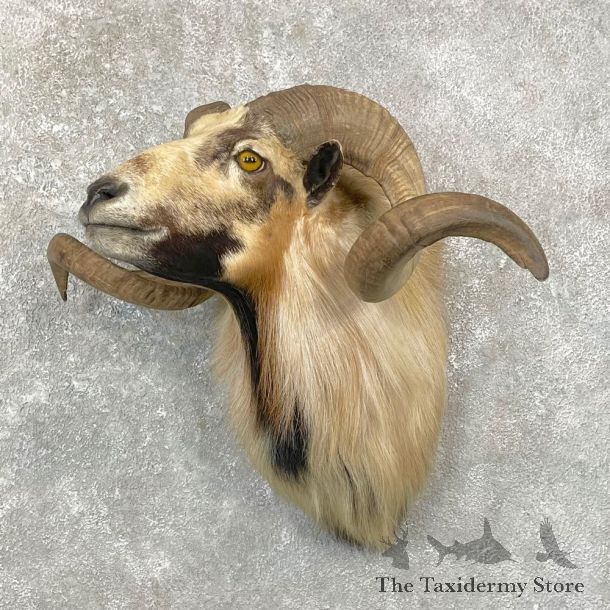 Corsican Ram Shoulder Mount For Sale #24768 @ The Taxidermy Store