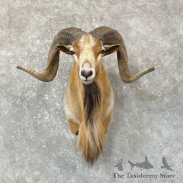 Corsican Ram Shoulder Mount For Sale #25136 @ The Taxidermy Store