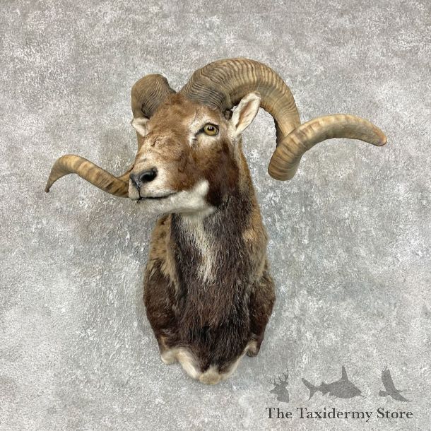 Corsican Ram Shoulder Mount For Sale #25722 @ The Taxidermy Store
