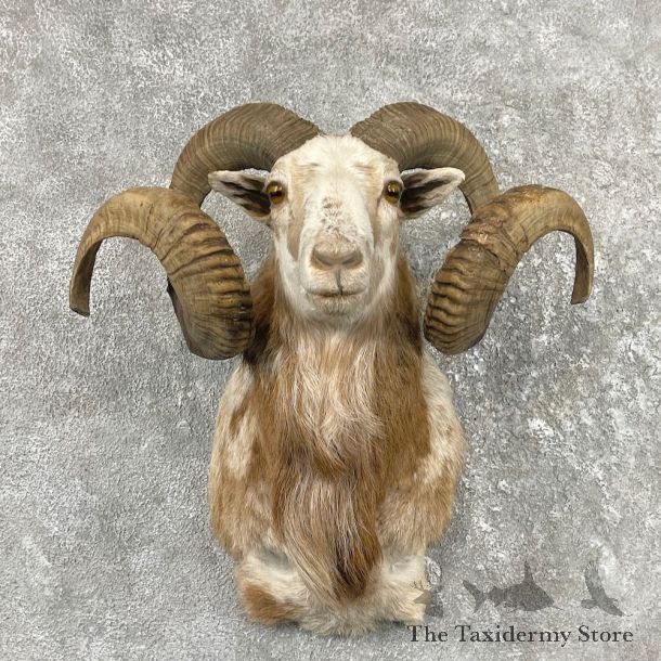 Corsican Ram Shoulder Mount For Sale #25786 @ The Taxidermy Store