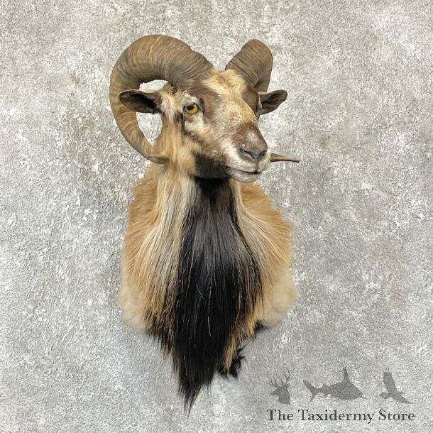 Corsican Ram Shoulder Mount For Sale #26320 @ The Taxidermy Store