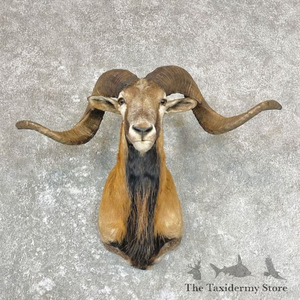Corsican Ram Shoulder Mount For Sale #26712 @ The Taxidermy Store