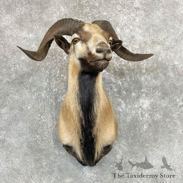 Corsican Ram Shoulder Mount For Sale #26714 @ The Taxidermy Store