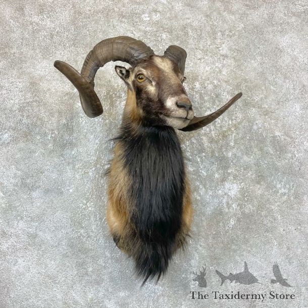Corsican Ram Shoulder Mount For Sale #26722 @ The Taxidermy Store