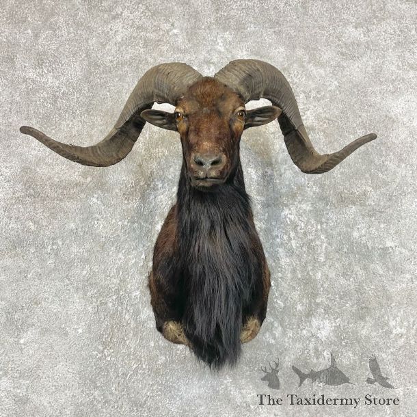 Corsican Ram Shoulder Mount For Sale #26753 @ The Taxidermy Store