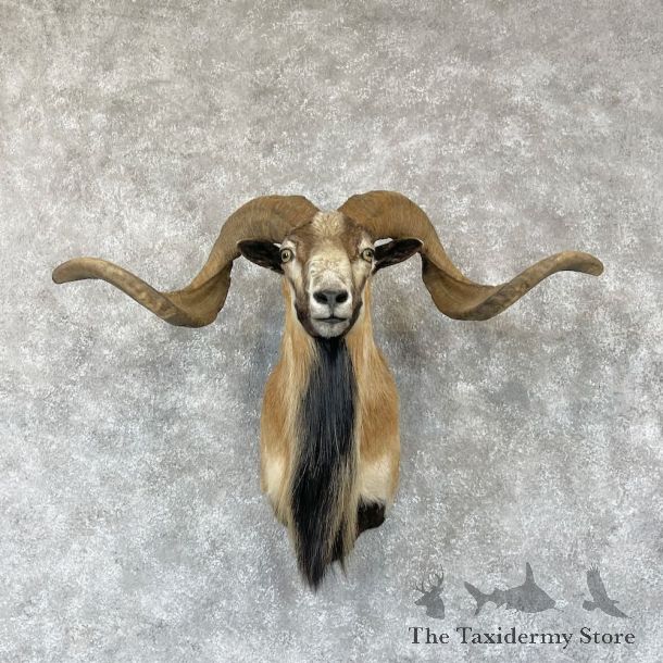 Corsican Ram Shoulder Mount For Sale #28171 @ The Taxidermy Store