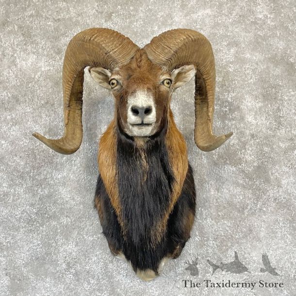 Corsican Ram Shoulder Mount For Sale #28172 @ The Taxidermy Store
