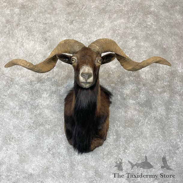 Corsican Ram Shoulder Mount For Sale #28173 @ The Taxidermy Store