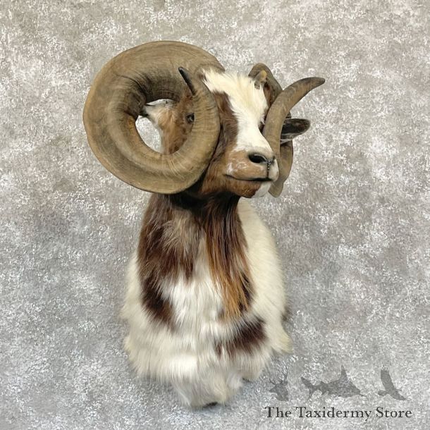 Corsican Ram Shoulder Mount For Sale #28265 @ The Taxidermy Store