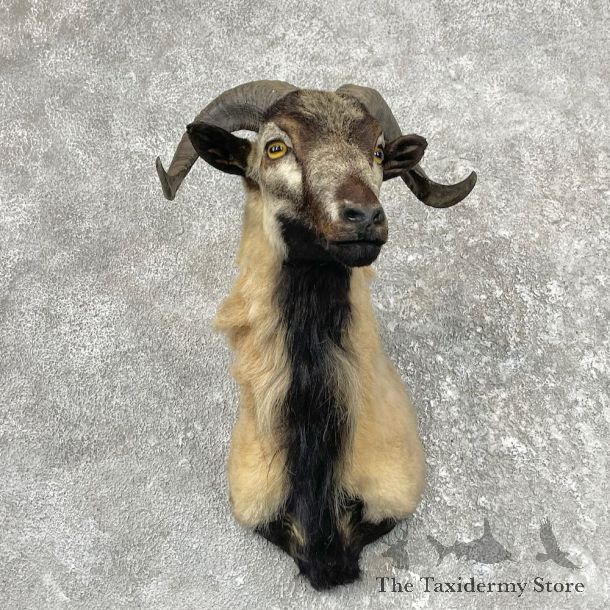 Corsican Ram Shoulder Mount For Sale #62173 @ The Taxidermy Store