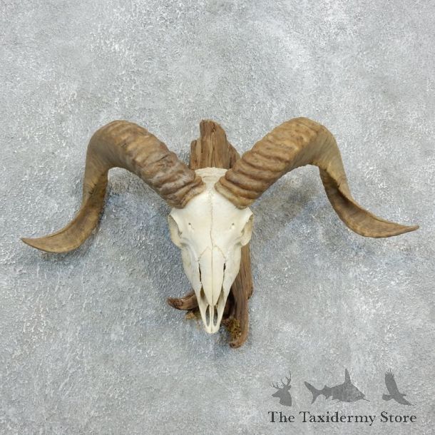 Corsican Ram Skull European Mount For Sale #18331 @ The Taxidermy Store