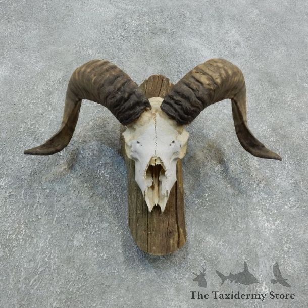 Corsican Ram Skull European Mount For Sale #18332 @ The Taxidermy Store