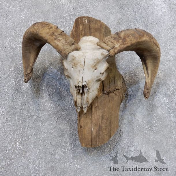 Corsican Ram Skull European Mount For Sale #18726 @ The Taxidermy Store