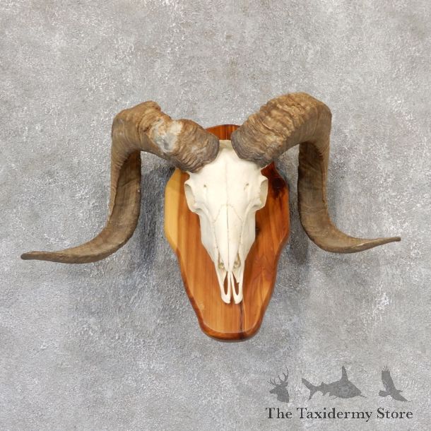 Corsican Ram Skull European Mount For Sale #19017 @ The Taxidermy Store