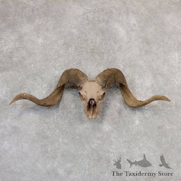 Corsican Ram Skull European Mount For Sale #19024 @ The Taxidermy Store