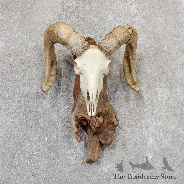 Corsican Ram Skull European Mount For Sale #19326 @ The Taxidermy Store