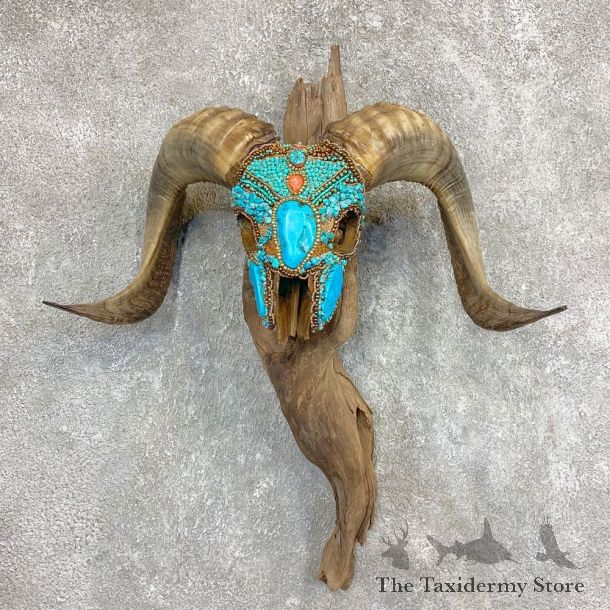 Corsican Ram Skull European Mount For Sale #22022 @ The Taxidermy Store
