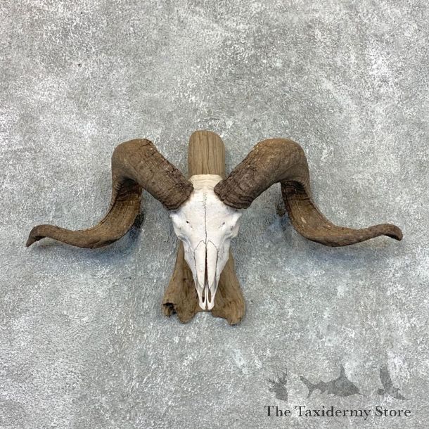 Corsican Ram Skull European Mount For Sale #22656 @ The Taxidermy Store