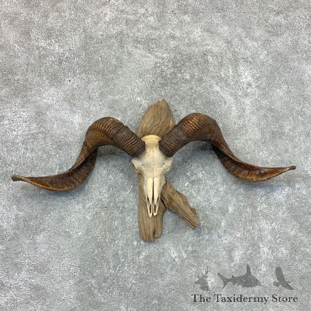Corsican Ram Skull European Mount For Sale #22657 @ The Taxidermy Store