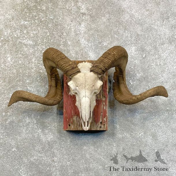 Corsican Ram Skull European Mount For Sale #24625 @ The Taxidermy Store