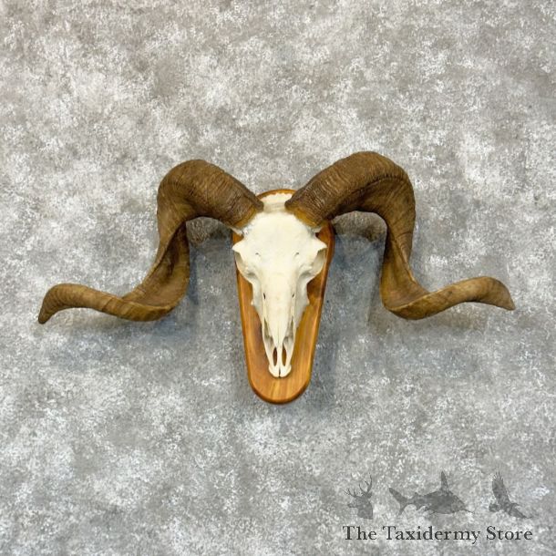 Corsican Ram Skull European Mount For Sale #22657 @ The Taxidermy Store