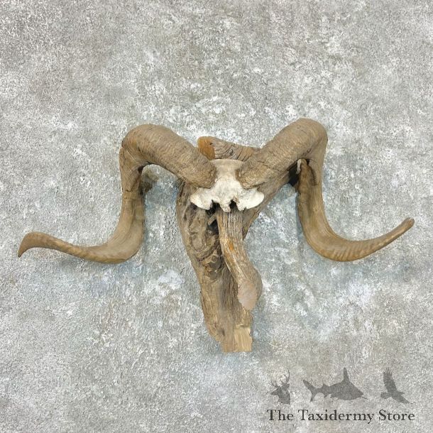 Corsican Ram Skull & Horns For Sale #26759 @ The Taxidermy Store