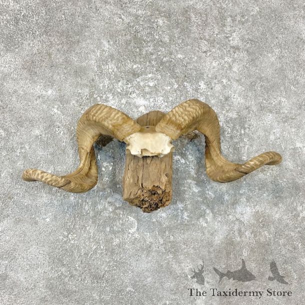 Corsican Ram Skull & Horns For Sale #26760 @ The Taxidermy Store